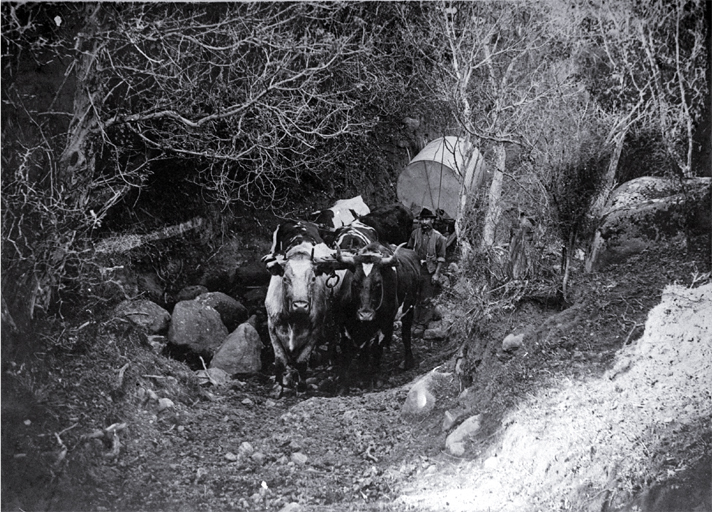 Parkinson's bullock team carting a tank to the Sign of the Packhorse, situated on Kaituna Saddle, Port Hills, Christchurch Parkinson's bullock team carting a tank to the Sign of the Packhorse, situated on Kaituna Saddle, Port Hills, Christchurch