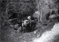 Parkinson's bullock team carting a tank to the Sign of the Packhorse, situated on Kaituna Saddle, Port Hills, Christchurch