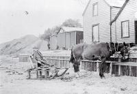 A crippled Alexander Shand on a sled at Waitangi shortly before his death in 1910