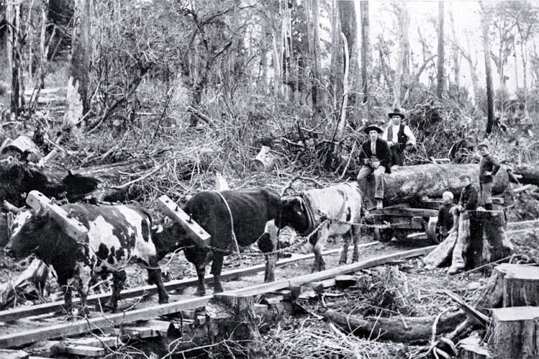 Workmen driving a team of bullocks with logs for construction of the North Island trunk railway Workmen driving a team of bullocks with logs for construction of the North Island trunk railway