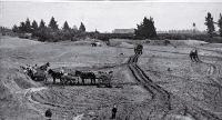 Levelling the sandhills for the Christchurch Drainage Board's sewage farm, Bromley, Christchurch
